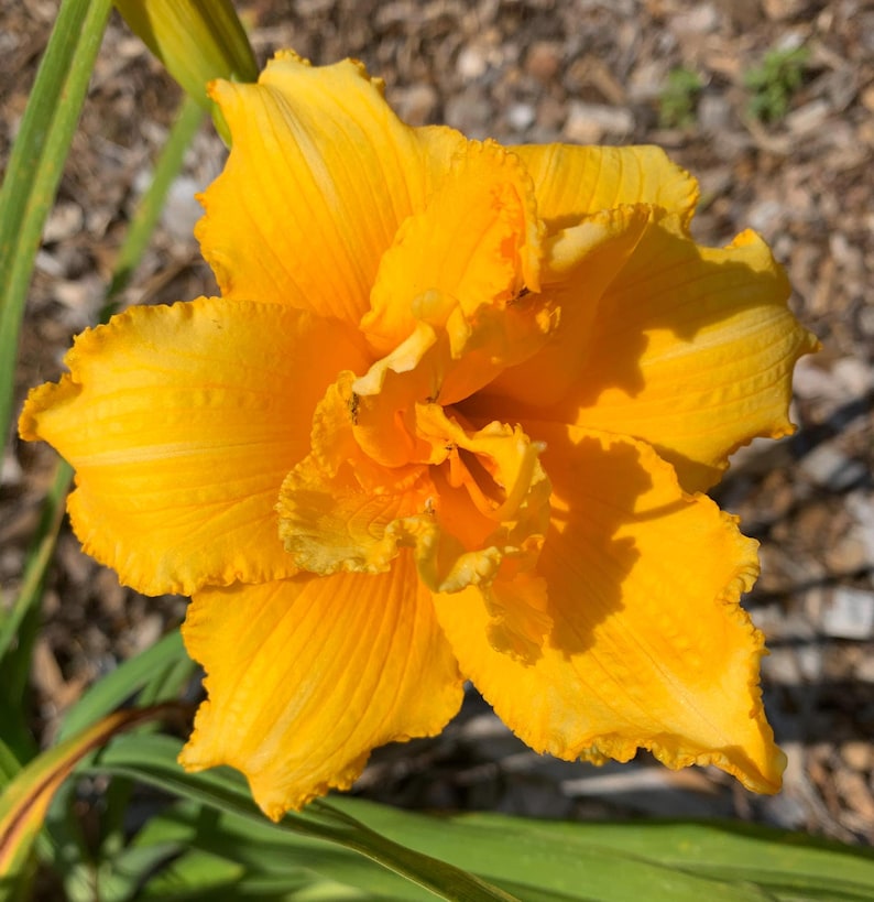 Peut inclure: Gros plan sur une fleur de lis jaune vif en pleine floraison. Les p&eacute;tales sont froiss&eacute;s et superpos&eacute;s, cr&eacute;ant un aspect textur&eacute;. Des feuilles et des tiges vertes sont visibles en arri&egrave;re-plan, dans un cadre naturel et ensoleill&eacute;.