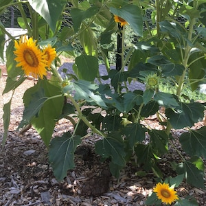 25 Sunspot Dwarf (helianthus annuus ‘dwarf’) Sunflower Seeds