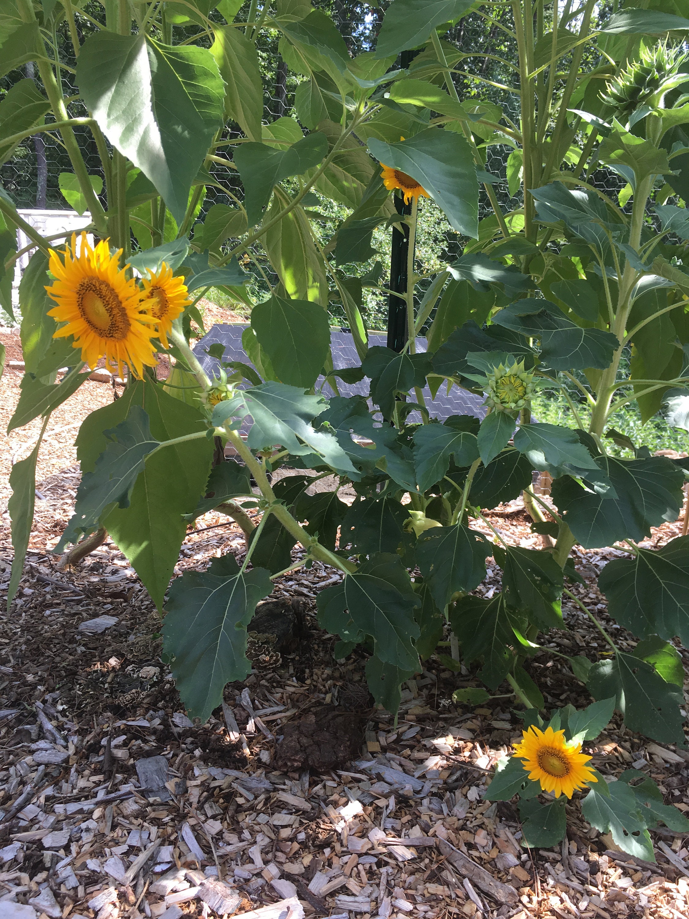 Sunspot Dwarf (helianthus Annuus ‘dwarf’) Sunflower Seeds - Etsy