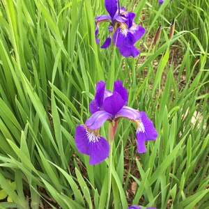 May include: Purple iris flowers blooming in a field of green grass. The flowers have delicate petals and a yellow center.