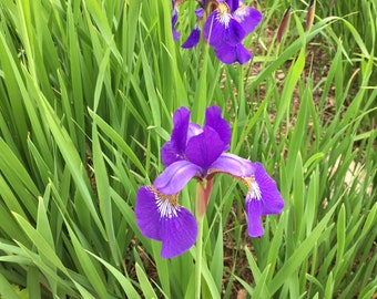 Northern Blue Flag Iris seed (Iris versicolor) - perennial – 50 seeds- perfect for fall/spring planting