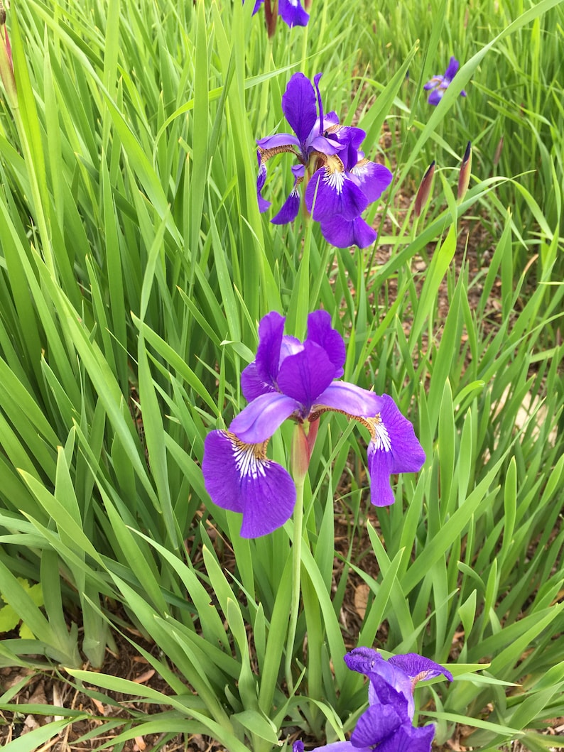 Northern Blue Flag Iris seed Iris versicolor perennial 50 seeds perfect for fall/spring planting image 1