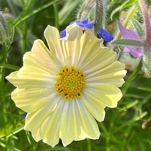 Japanese Kiiro Cosmos  (Cosmos bipinnatus) – 25 seeds