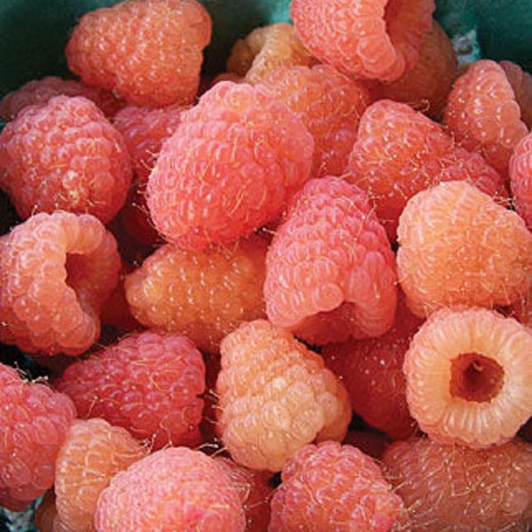 Double Gold Raspberry (Rubus idaeus) – everbearing