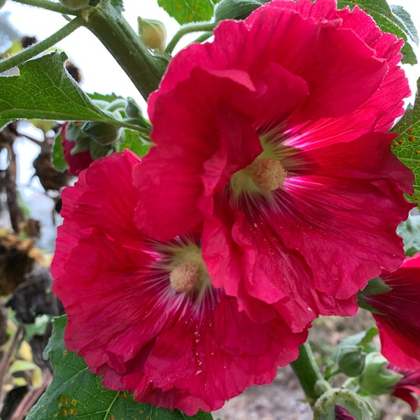 25 Fuchsia Hollyhock seeds