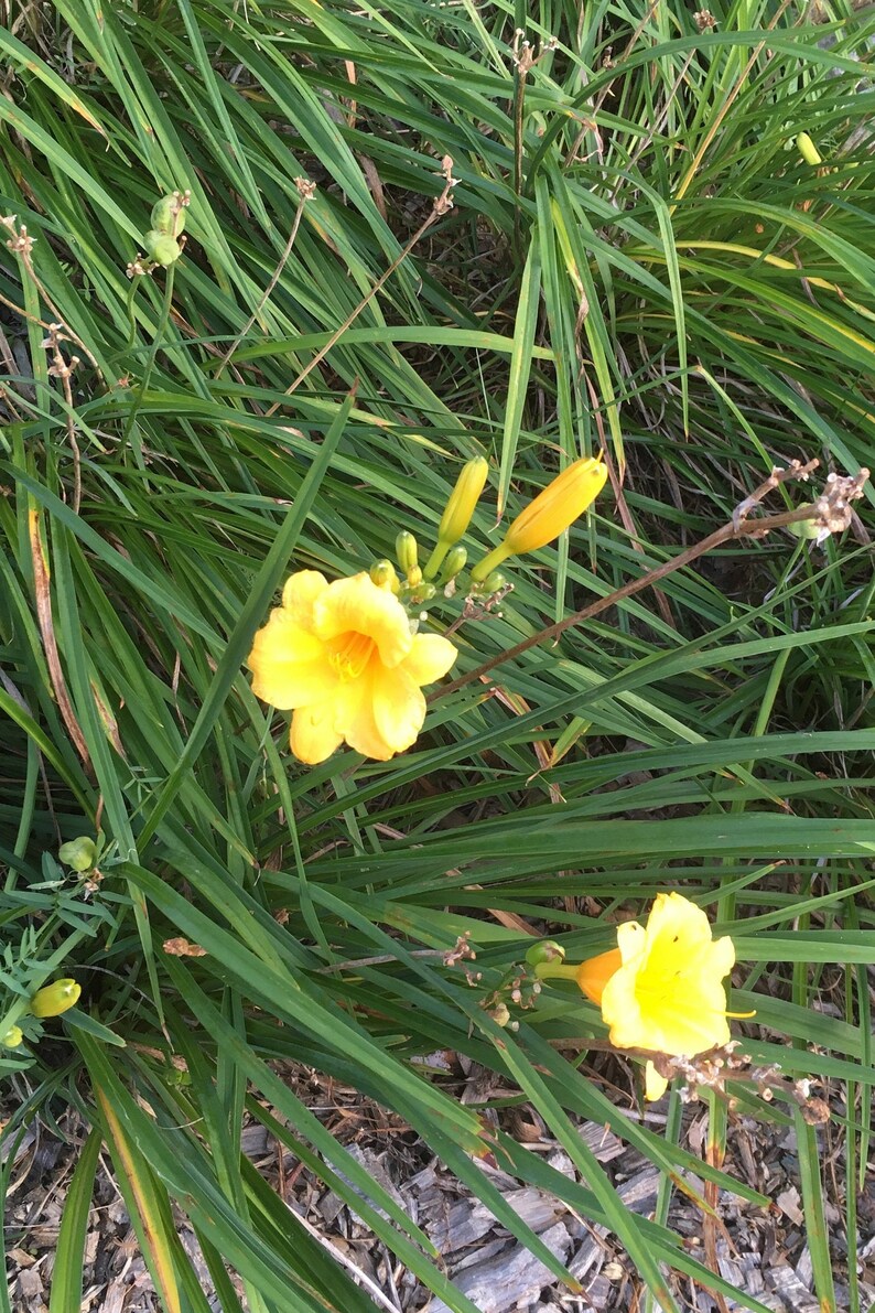 Stella Doro Daylily hemerocallis Hardy Perennial Deer Etsy