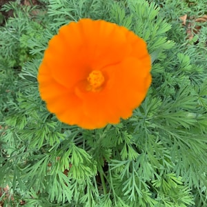 California Poppy (Eschscholzia californica) seeds