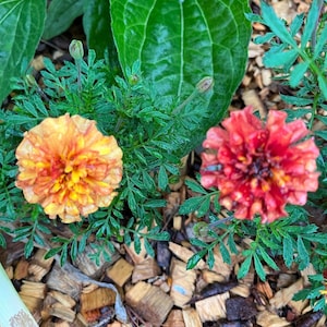 Strawberry Blonde Marigold - 15 seeds