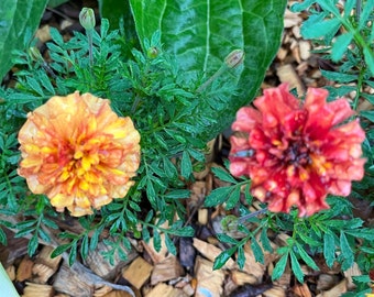 Strawberry Blonde Marigold - 15 seeds
