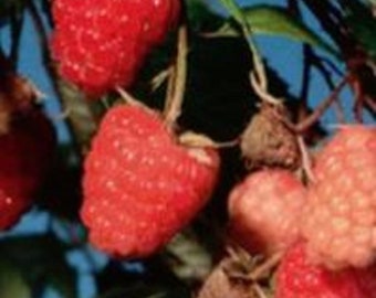Caroline Red Raspberry (Rubus idaeus) – high yields - everbearing – superior flavor! - Starter plant