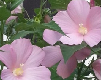 50 Hardy Soft Pink Hibiscus Seeds - organically grown, self-seeding
