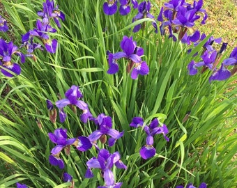 Iris drapeau bleu du Nord (Iris versicolor) - vivace