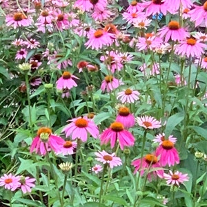 Purple coneflower plants (Echinacea purpurea)  – Perennial Herb – organically grown - starter plant