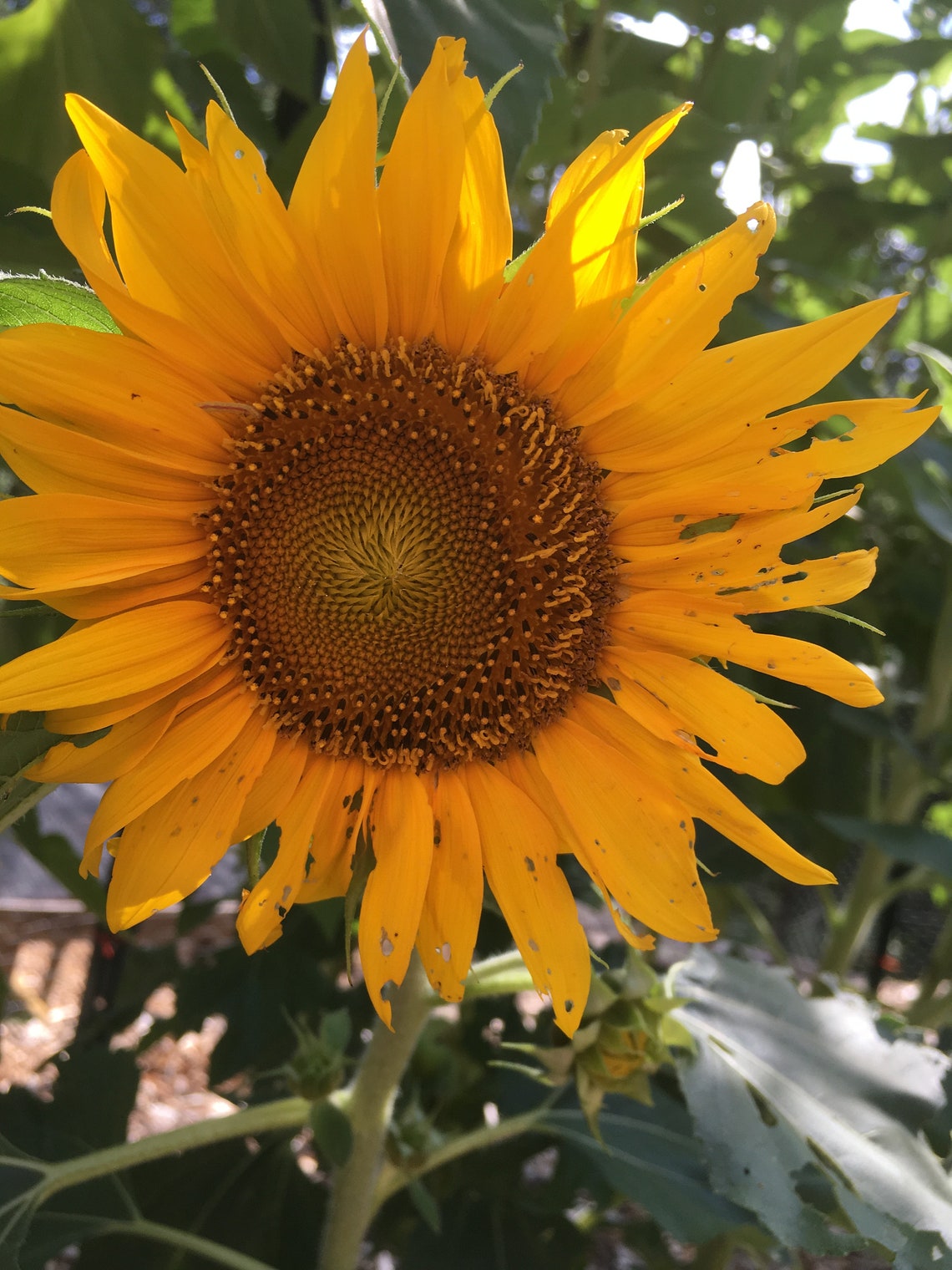 25 Sunspot Dwarf helianthus Annuus dwarf Sunflower Seeds Etsy