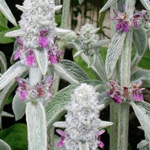 Lamb&#39;s Ear plants (Stachys byzantine) – perennial