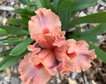 Dwarf Bearded Iris “Lovable Pink” rhizome – shipped bare root