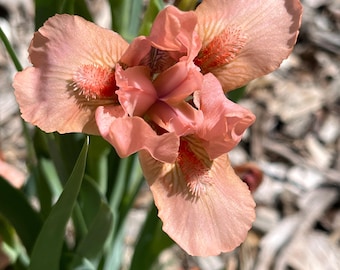 Dwarf Bearded Iris “Delighted” rhizome – shipped bare root
