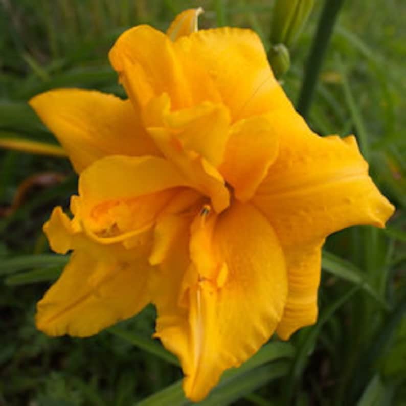 Peut inclure: Gros plan sur une fleur de lis jaune double et vibrante. Les p&eacute;tales sont froiss&eacute;s et superpos&eacute;s, avec un aspect textur&eacute;. Les feuilles et les tiges vertes offrent un arri&egrave;re-plan contrast&eacute;.