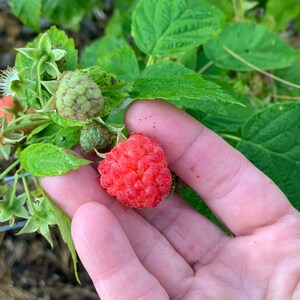 Caroline Red Raspberry (rubus Idaeus) – High Yields - Everbearing ...