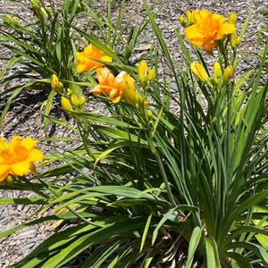 Peut inclure: Gros plan sur des h&eacute;m&eacute;rocalles jaune vif en pleine floraison, entour&eacute;es de longues feuilles vertes. Les fleurs ont plusieurs couches de p&eacute;tales, et certains bourgeons sont encore ferm&eacute;s. Sc&egrave;ne en ext&eacute;rieur, &agrave; la lumi&egrave;re naturelle.