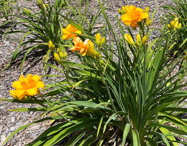 Peut inclure: Gros plan sur des h&eacute;m&eacute;rocalles jaune vif en pleine floraison, entour&eacute;es de longues feuilles vertes. Les fleurs ont plusieurs couches de p&eacute;tales, et certains bourgeons sont encore ferm&eacute;s. Sc&egrave;ne en ext&eacute;rieur, &agrave; la lumi&egrave;re naturelle.