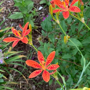 25 Blackberry Lily or Leopard Lily seeds (Belamcanda chinensis or Iris domestica)