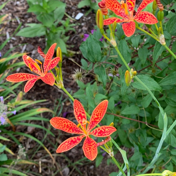 25 Blackberry Lily or Leopard Lily seeds (Belamcanda chinensis or Iris domestica)