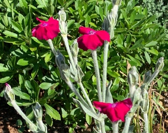 Lychnis coronaria (Lychnis coronaria) - 50 graines
