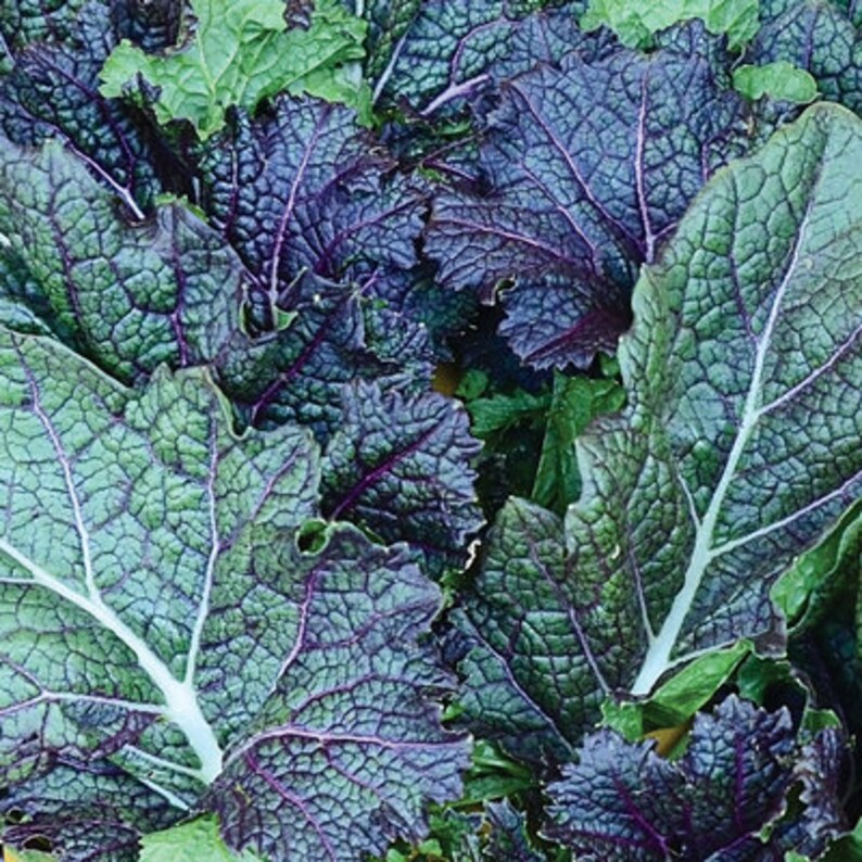 Seed MustardGiant Red Brassica juncea var. integrifolia Etsy.de