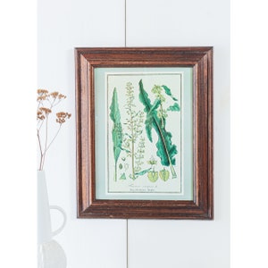 Mid Century Bild Krauser Ampfer Illustration Lehrbild Schule Wandbild floral Botanical Druck Holzrahmen grün gelb Vintage Retro Heilpflanze