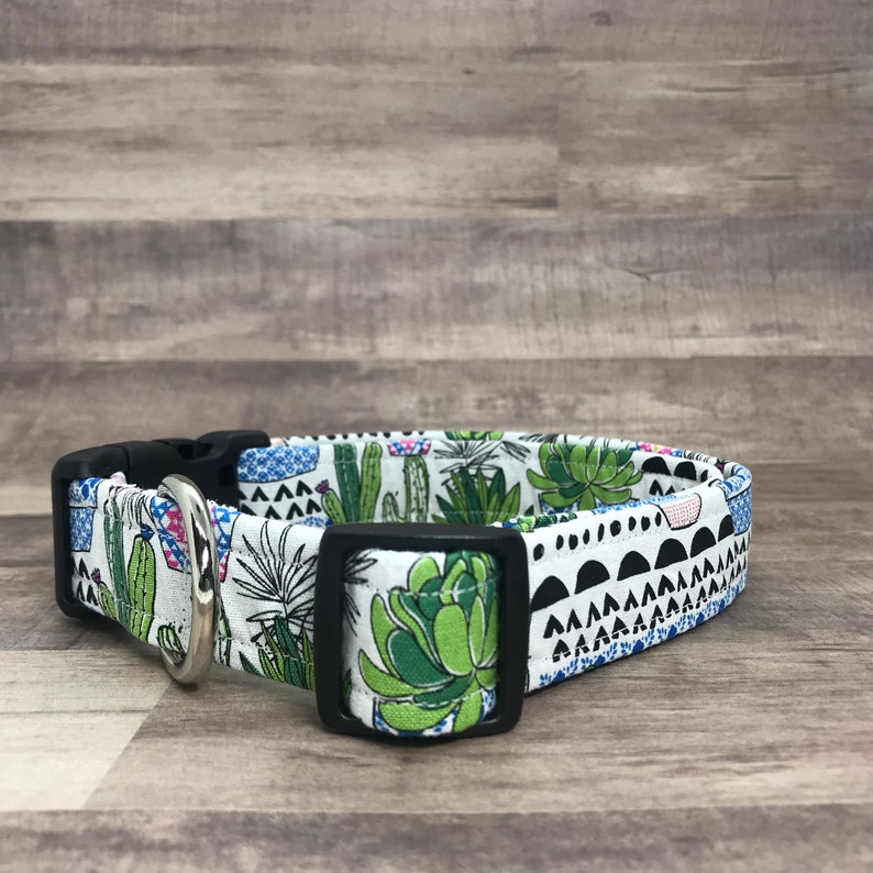 succulent dog collar