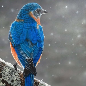 Eastern Bluebird - Snow Surprise - Giclee Prints Available