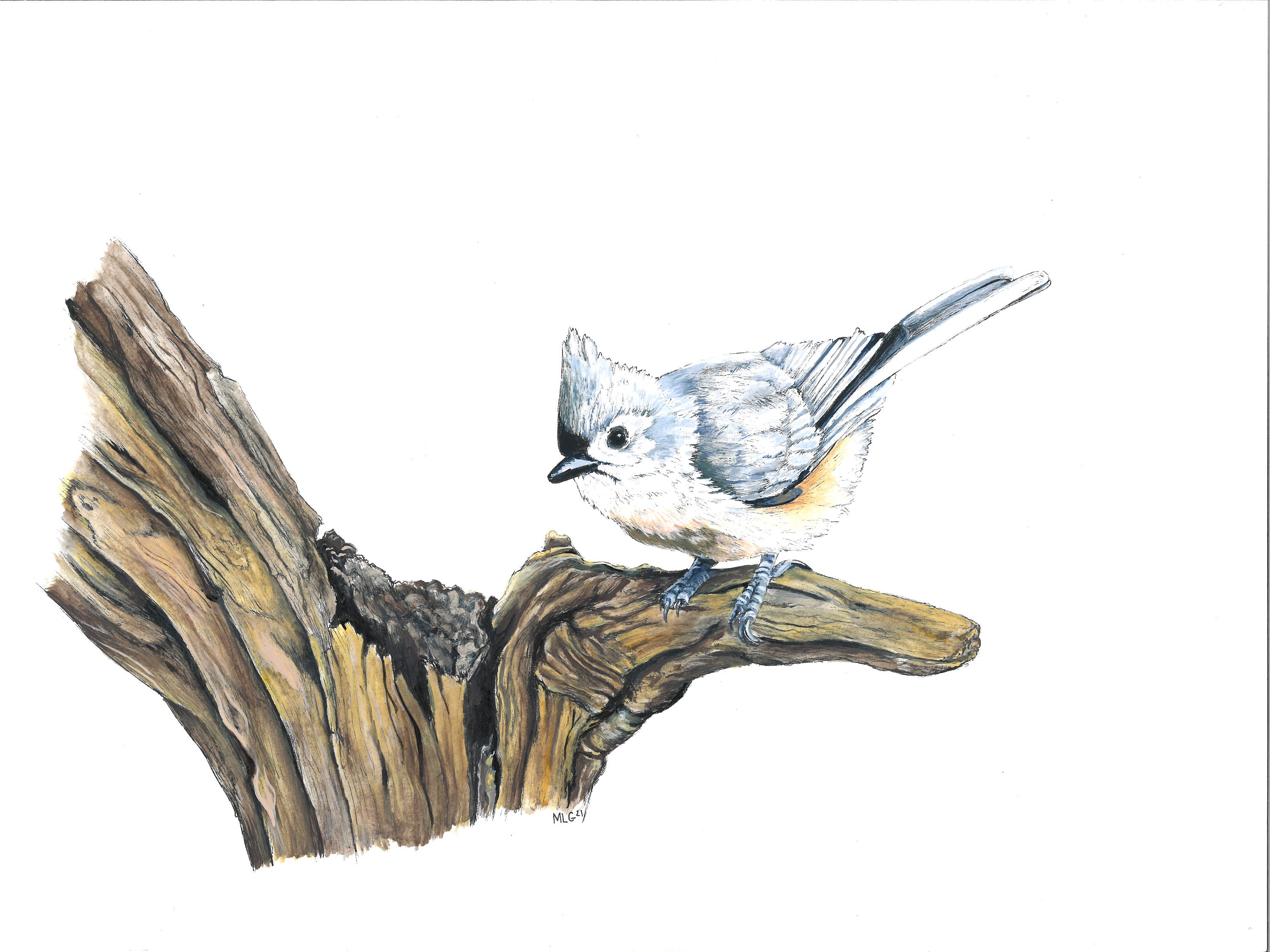 Tufted Titmouse On Branch Original Painting Pen Ink Art Collectibles Hamaguri Co Jp