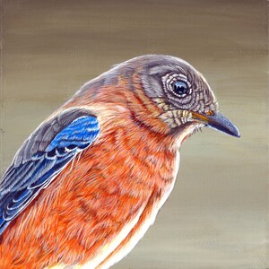 Bluebird - Female - Original hand painted bird acrylic painting in cedar frame and giclee prints available - Realistic Bird