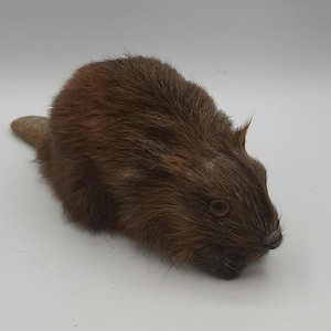 Rare Handmade Fur Covered Canadian Beaver Figurine Home Decor