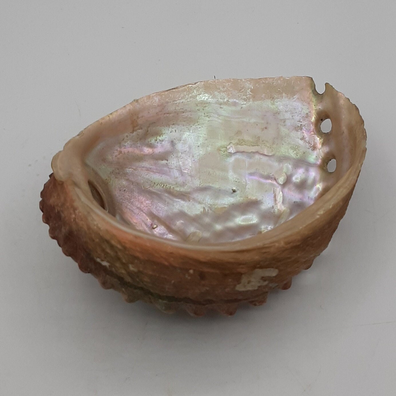 Vintage Colorful Striped White Abalone Sea Shell 5