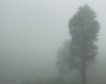 Another Tree Among the Foggy Himalayas