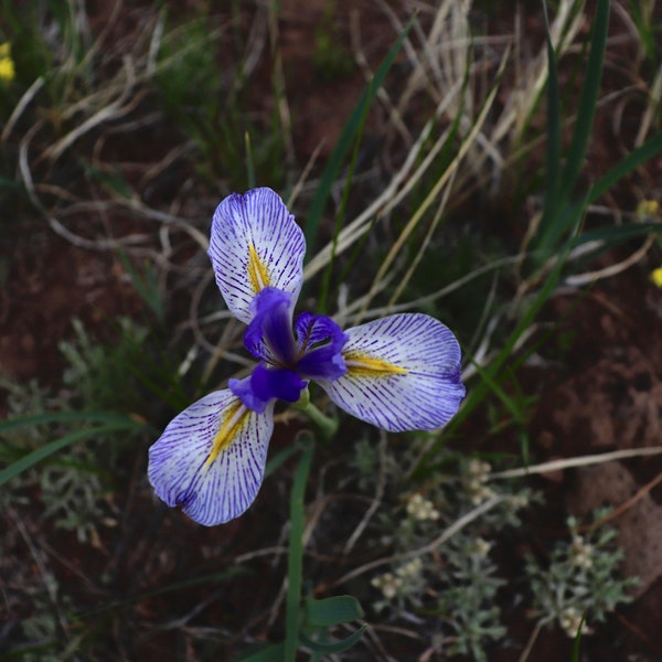 Colorado High Desert Flower