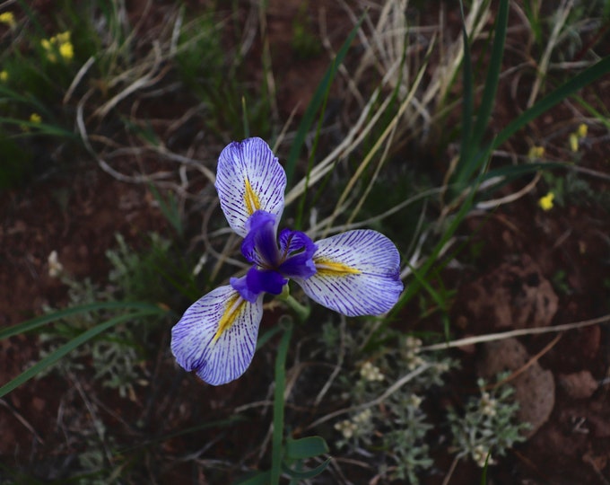 Featured listing image: Colorado High Desert Iris