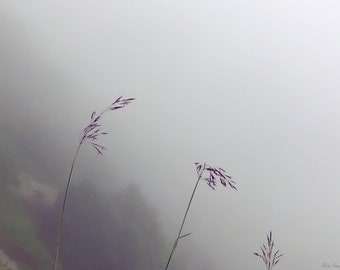 Flowers in the Foggy Himalayas