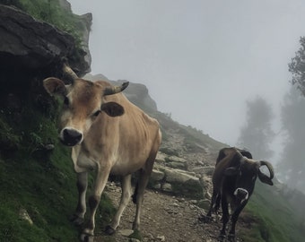 Holy Cows in the Himalayas