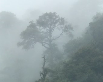 Tree Among the Foggy Himalayas