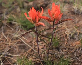 Two Colorado Paint Brush