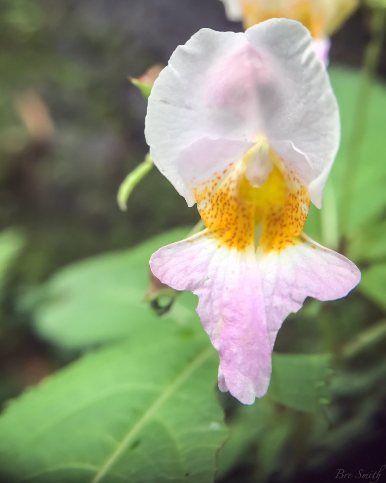 Pink & Yellow Impatiens Bicolor Flower image 1