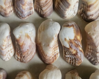 May include: A collection of seashells with a natural, organic aesthetic. The shells display a range of colors, including creamy white, tan, and brown, with subtle striped patterns. The shells are arranged closely together, showcasing their unique shapes and textures.