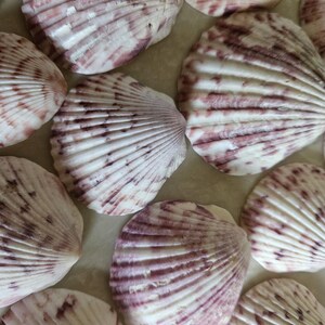 Calico Scallops Beach Shells, Sea Shell Collector, Coastal Gifts, Ocean Inspired Decor, Nautical Shells, Sea Shell Art (15)