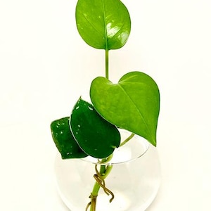 Propagation Vase with Live Cuttings – Minimalist Round Glass Planter for Plant Propagation