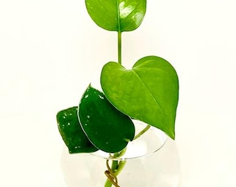 Propagation Vase with Live Cuttings – Minimalist Round Glass Planter for Plant Propagation