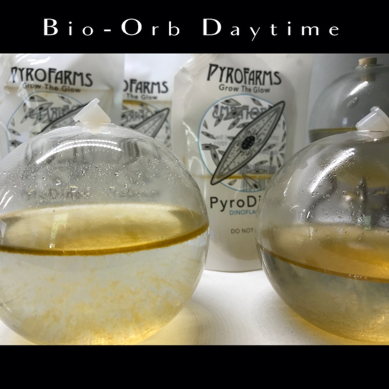 Algae build up in Bio-orbs and PyroDinos (dinoflagellates) pouches during daytime