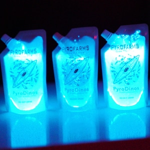 Bioluminescent PyroDinos Dinoflagellates – 3 Pack (600ml) Glow-in-the-Dark Marine Plankton | Microalgae Science Kit